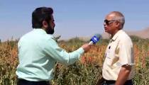 صفر تاصد پرورش کینوا(خاویار گیاهی)