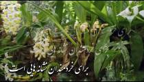 ترجمه تصویری سوره روم