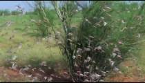 ترجمه تصویری سوره جاثیه