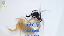 ویدئویی جالب از کشته شدن عنکبوت سمی توسط عقرب زرد