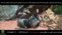 شیوه پوست اندازی رتیل - بسیار دیدنی!