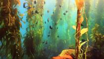 مستند اقیانوس سیاره آبی ما دوبله فارسی 2018 Oceans Our Blue Planet
