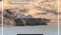 جدال با مشکلات به روایت تصویر