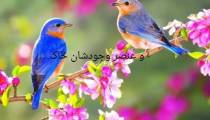 طالع بینی و خصوصیات متولدین اردیبهشت