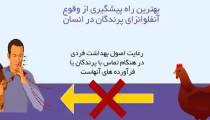مرغداران عزیز با آنفلوانزای پرندگان بیشتر آشنا شوید