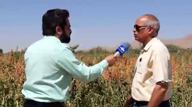 صفر تاصد پرورش کینوا(خاویار گیاهی)