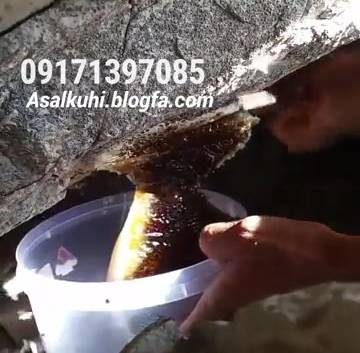 فیلم عسل کوهی