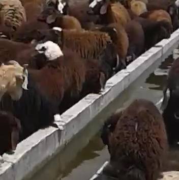 گوسفند زنده تهران