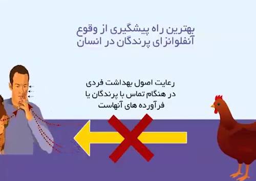 مرغداران عزیز با آنفلوانزای پرندگان بیشتر آشنا شوید