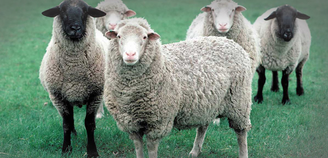 قیمت گوسفند زنده